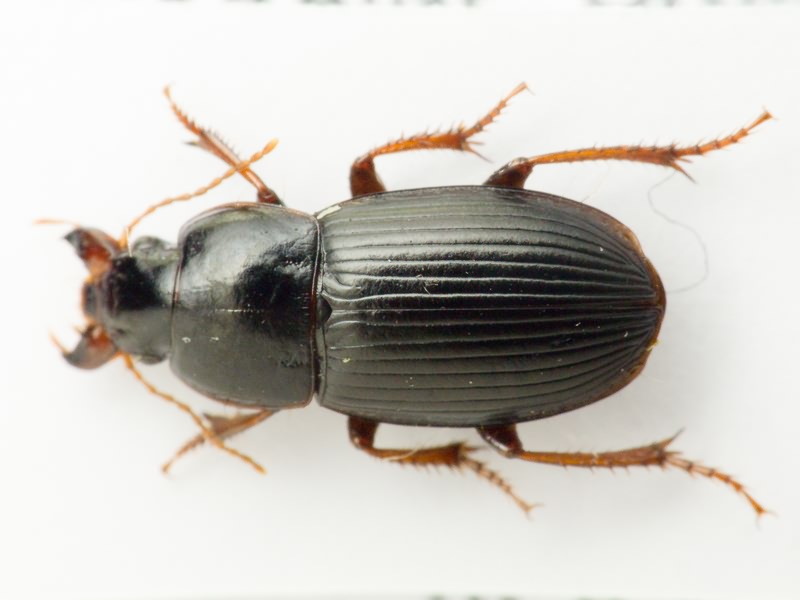 Carabidae Latreille, 1802